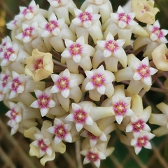 Hoya pottsii