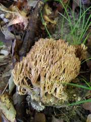 Ramaria fennica