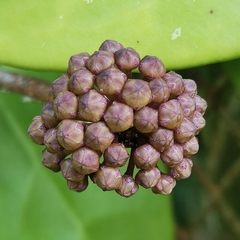 Hoya pottsii