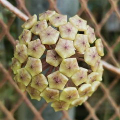 Hoya pottsii