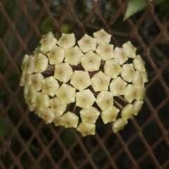 Hoya pottsii