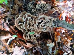 Thelephora americana