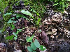 Thelephora americana