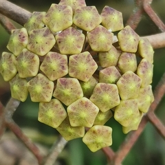 Hoya pottsii