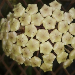 Hoya pottsii