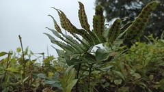 Polypodium macaronesicum azoricum