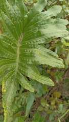 Polypodium macaronesicum azoricum