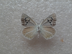 Polyommatus damocles