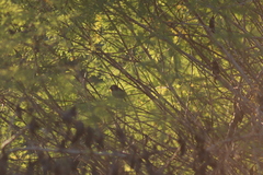 Passerina versicolor