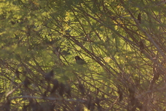 Passerina versicolor