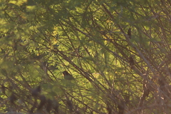 Passerina versicolor