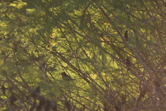 Passerina versicolor