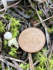 Geastrum