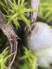 Geastrum