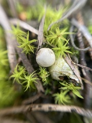 Geastrum