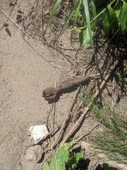 Prosopanche americana