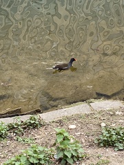 Gallinula chloropus