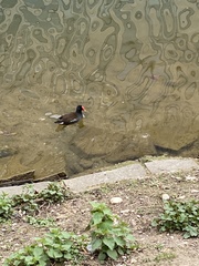 Gallinula chloropus