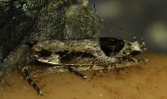Pseudochelaria walsinghami