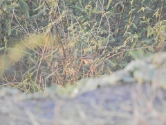 Prinia inornata