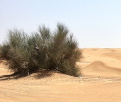 Haloxylon