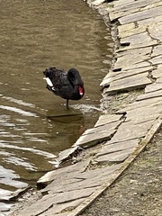 Cygnus atratus