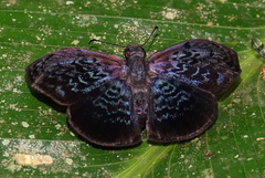 Cycloglypha enega