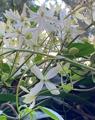 Clematis armandii