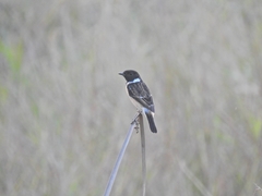 Saxicola maurus
