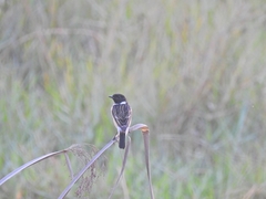 Saxicola maurus