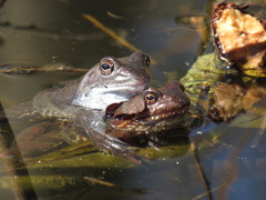 Rana temporaria