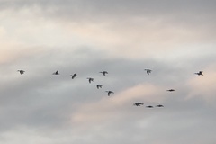 Threskiornis molucca molucca