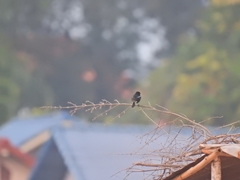 Saxicola caprata