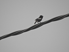 Saxicola caprata