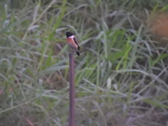 Saxicola maurus