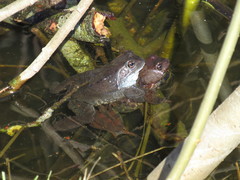 Rana temporaria