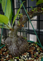 Myrmecodia tuberosa
