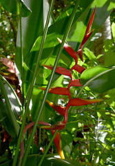 Heliconia × rauliniana