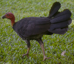 Alectura lathami lathami