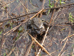 Rana temporaria