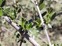 Aloysia gratissima
