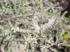 Aloysia gratissima