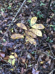 Asimina triloba