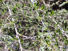 Aloysia gratissima
