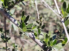 Aloysia gratissima
