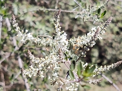Aloysia gratissima