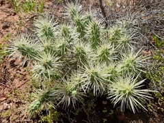 Cylindropuntia imbricata rosea