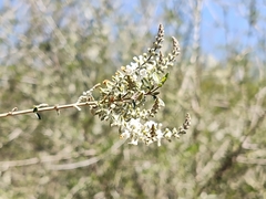 Aloysia gratissima