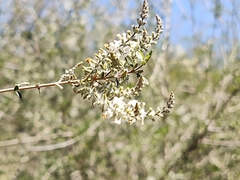 Aloysia gratissima