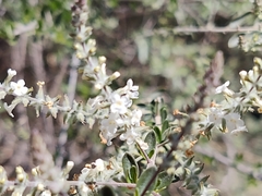 Aloysia gratissima